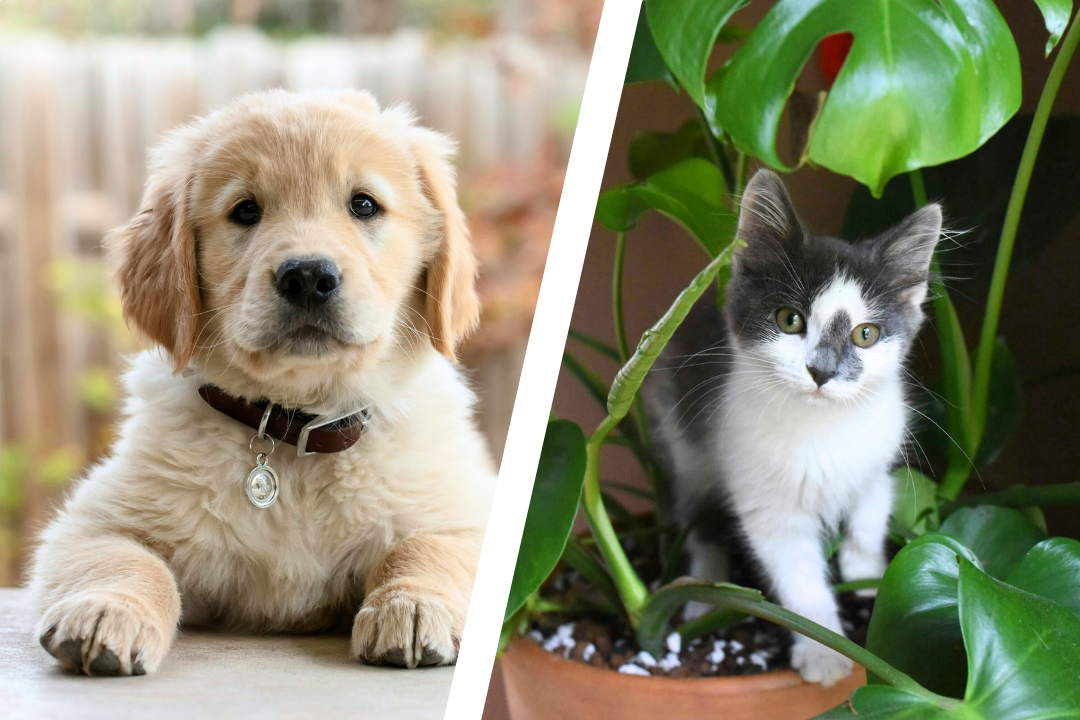 A collage displaying two pictures of a dog and a cat