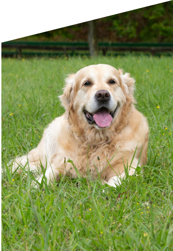 a dog peacefully resting in the grass