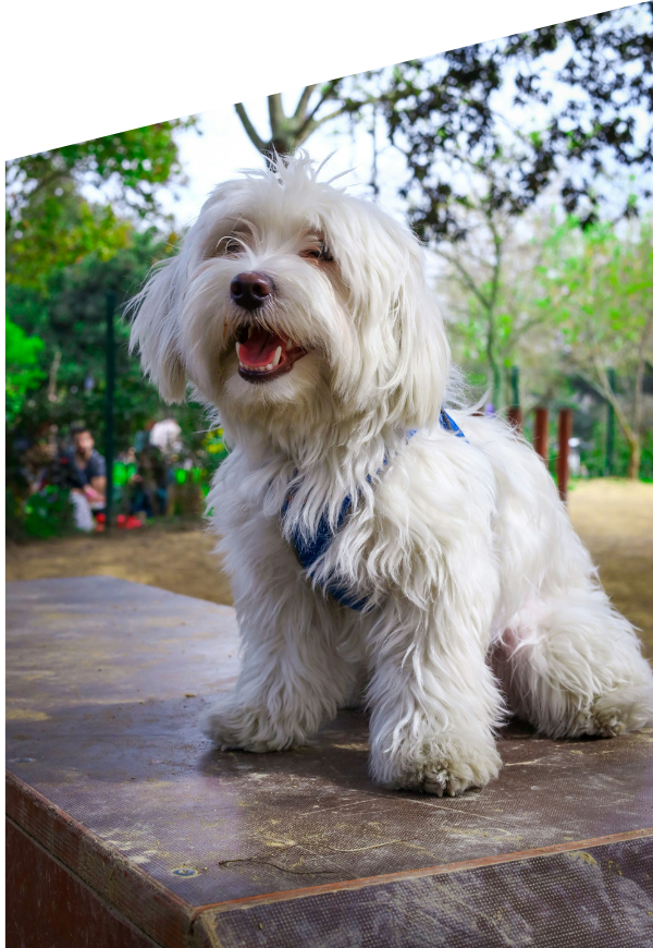 a happy white dog sitting gracefully