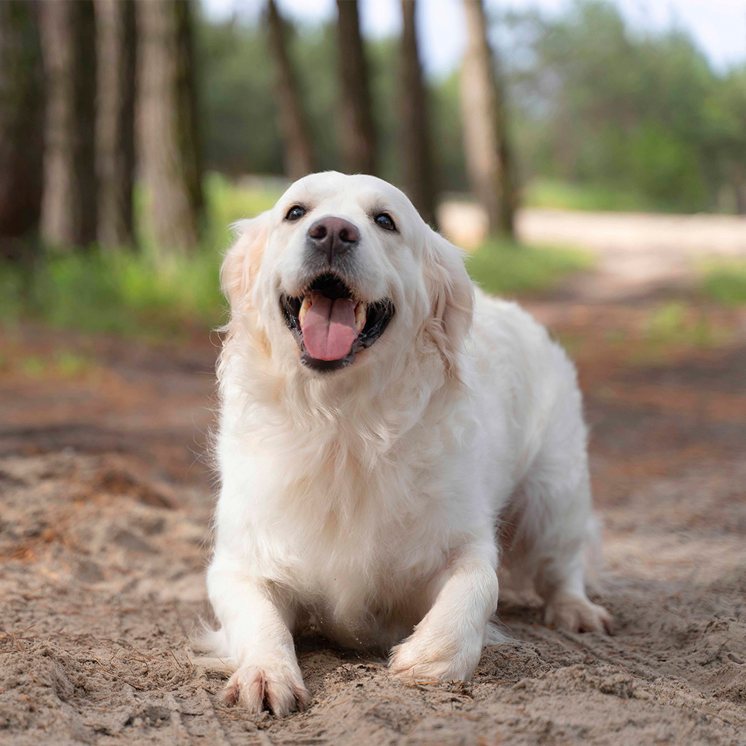 a dog lying on the sand