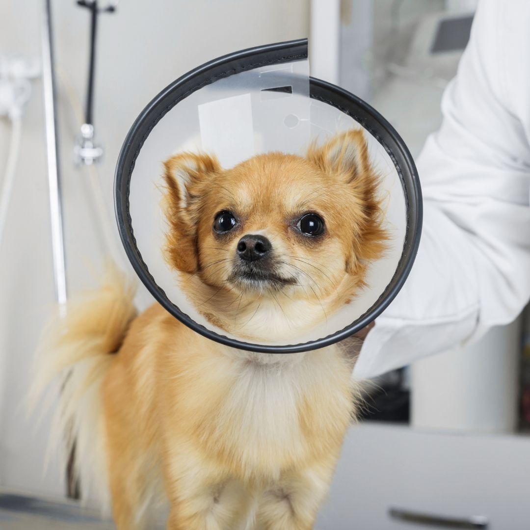 a dog wearing a white head cone