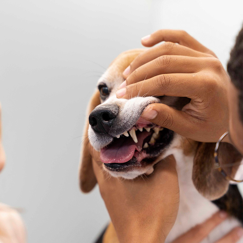 a person checking a dog teeth