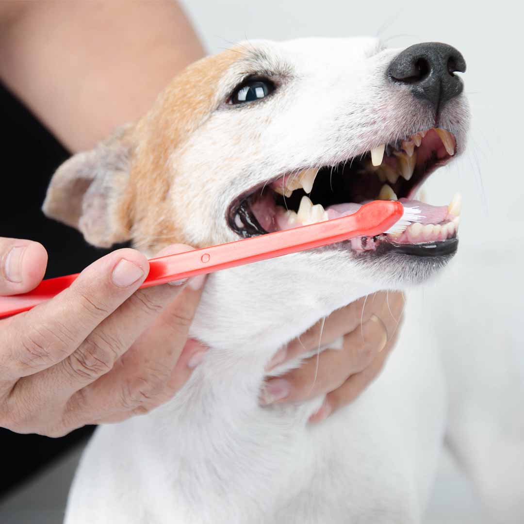 a person gently brushes a dog's teeth using a red toothbrush