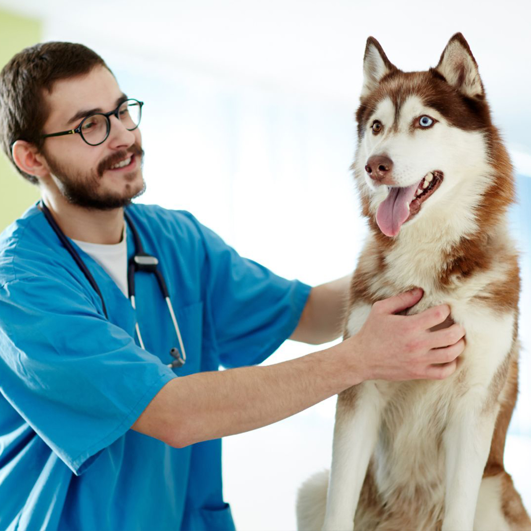 a person gently pets a husky dog