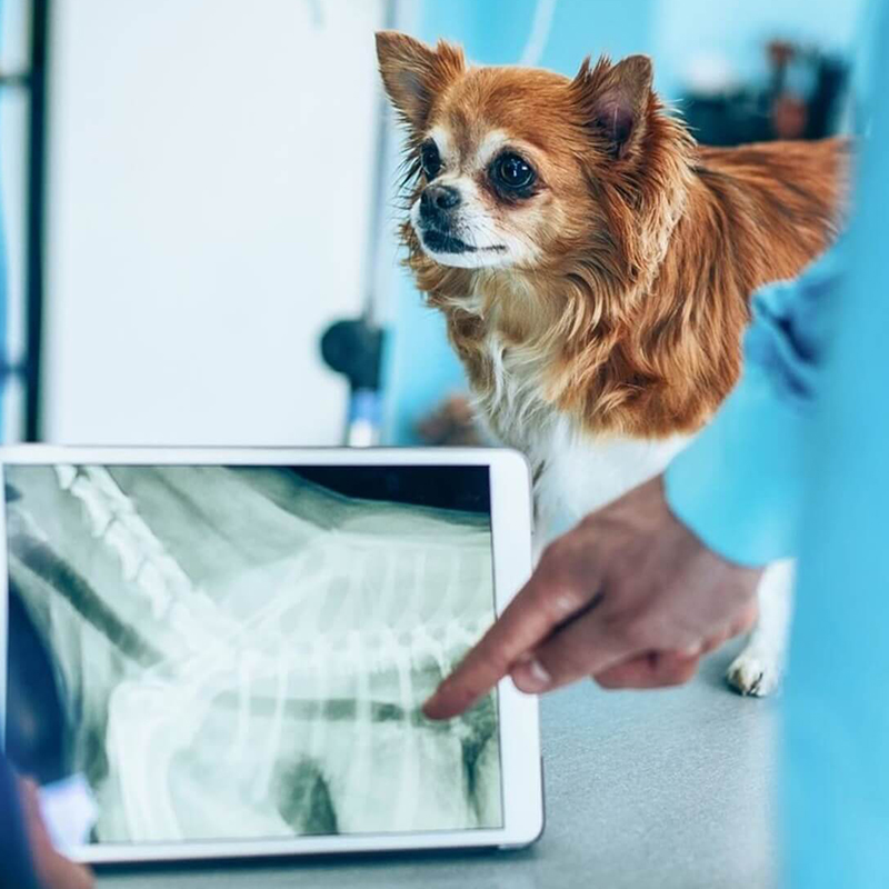 a person pointing at a x-ray and dog looking at the camera