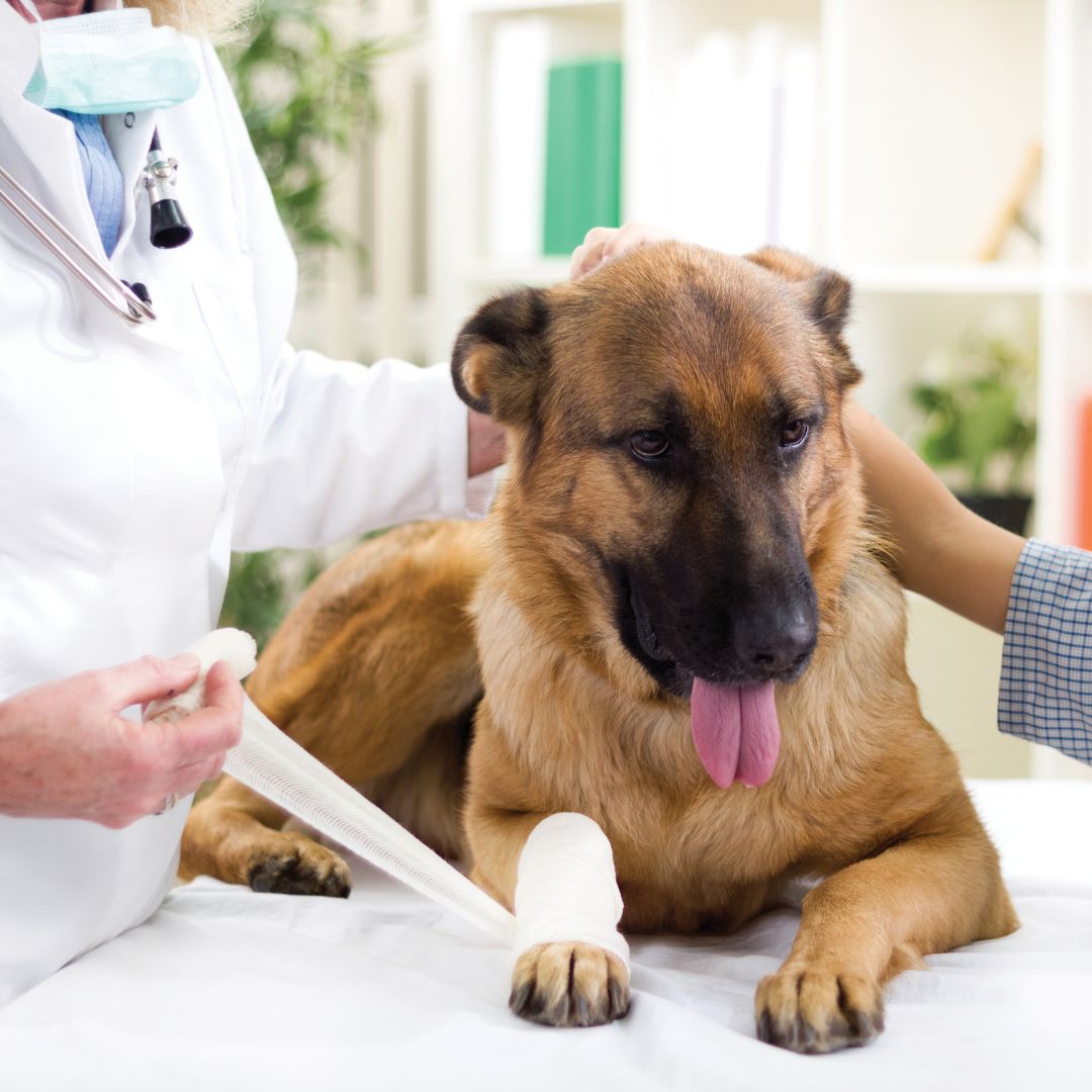 a vet bandaging a dog