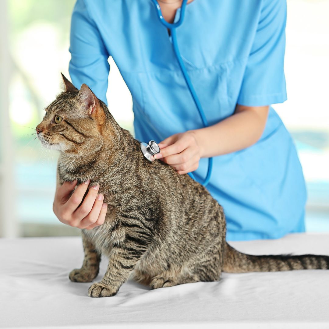 a vet examine a cat