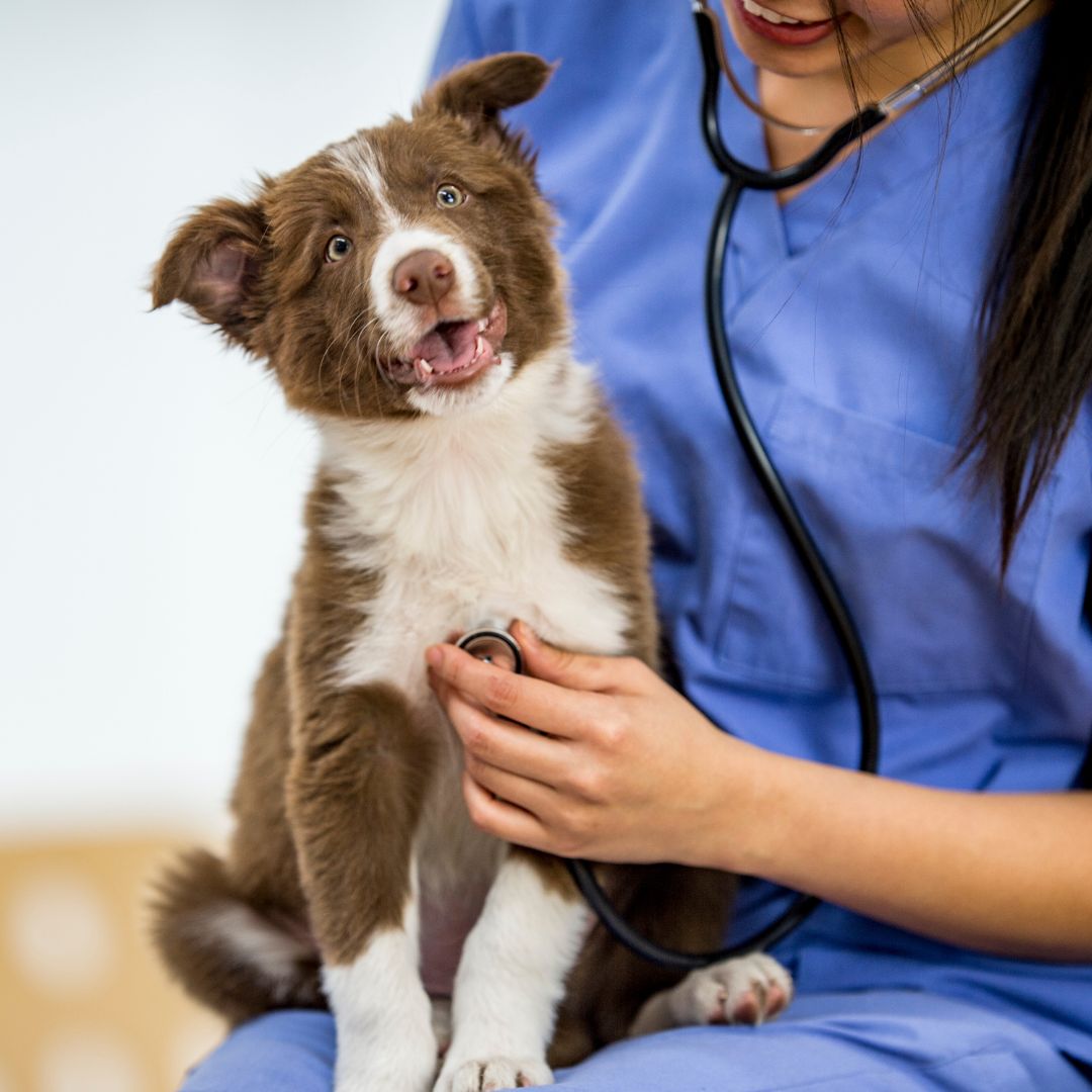 a happy puppy being examined by a vet with a stethoscope