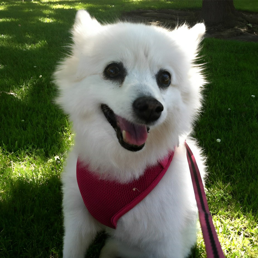 a white dog sits peacefully in a lush green grass field