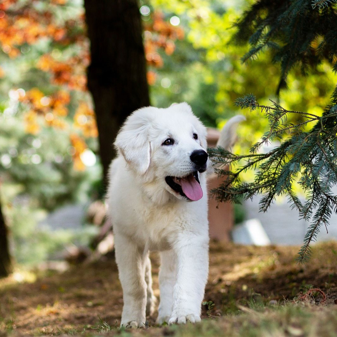 a white dog standing in a forest