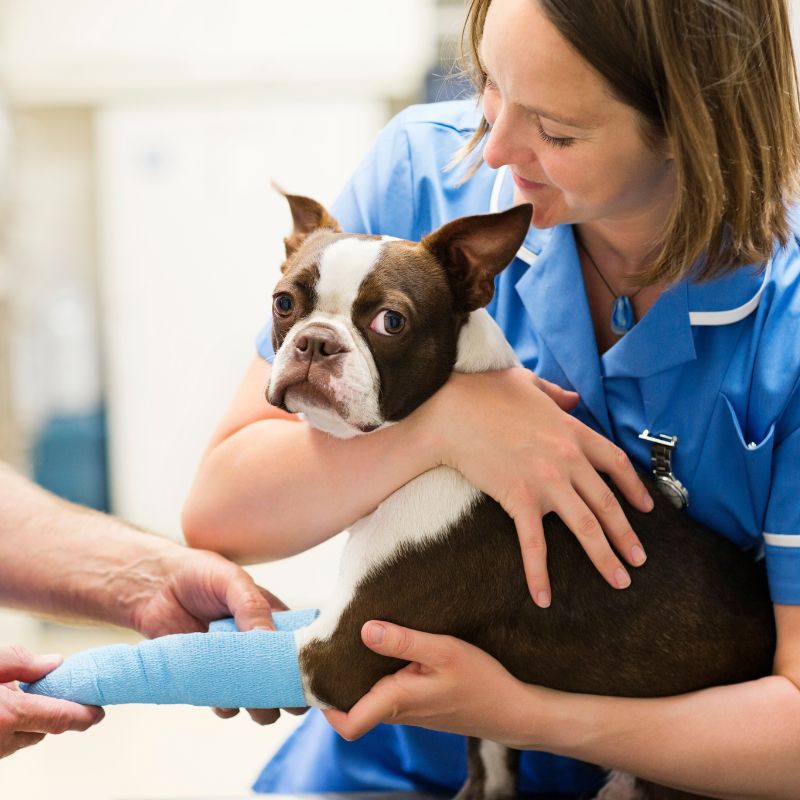 a woman gently holds a dog with a cast on its leg