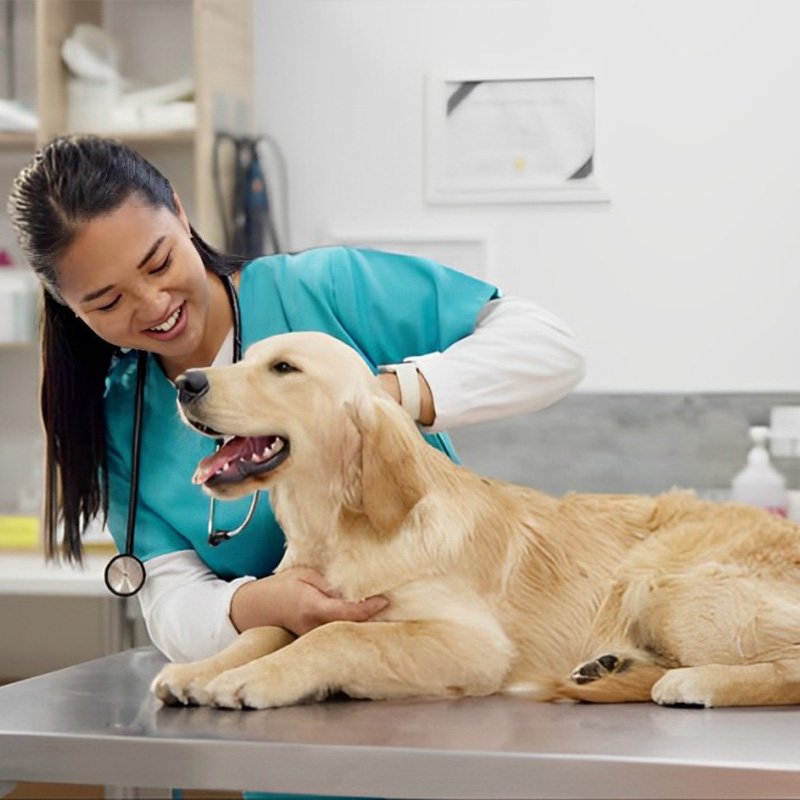 a woman gently pets a dog in a veterinary office